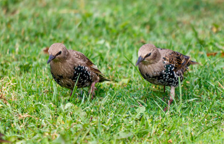 Two birds are standing in a grassy field. One of the birds is looking to the leftの写真素材