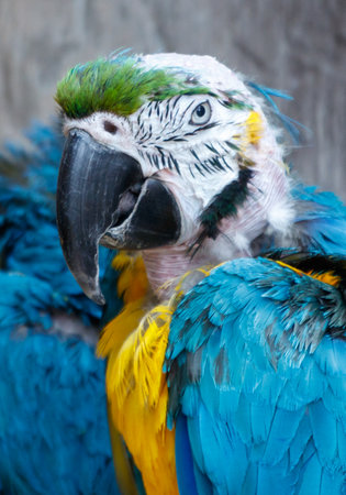 A blue and yellow parrot is sitting on a branch. The parrot has a green head and a white body