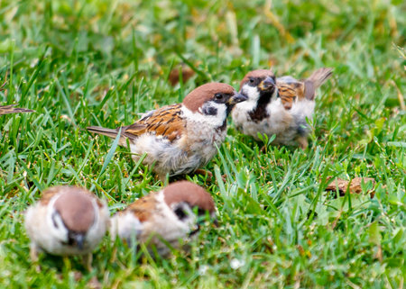 A group of small birds are standing in a grassy field. The birds are brown and white in color