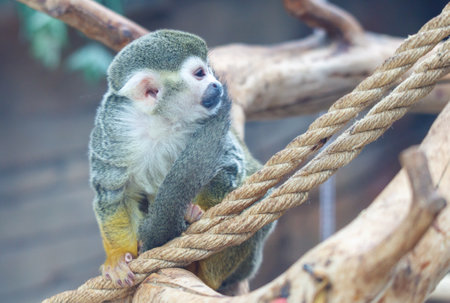 A baby squirrel is sitting on a tree branch. The squirrel is looking at the camera. The branch is...