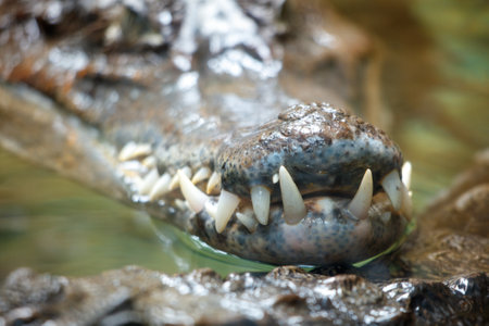 A crocodile's mouth is open, showing its teeth. The water is murky and the crocodile is partially submergedの写真素材