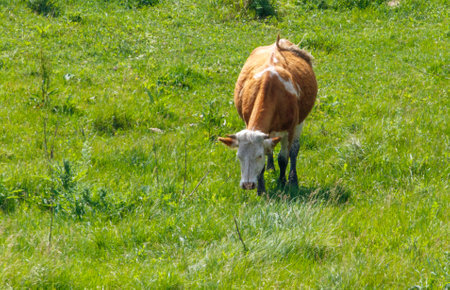 A cow with red spots grazes in nature.の写真素材