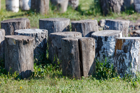 Wooden stumps lie in nature.の写真素材