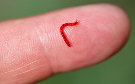 Red bloodworm on the finger. Macro.