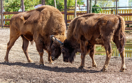 Two bisons are fighting in the park.の写真素材
