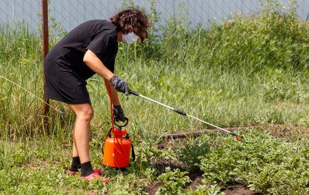A girl treats potato leaves with a sprayer.の写真素材