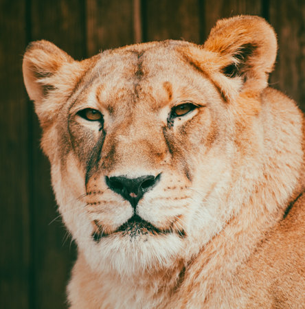 Portrait of a lioness in nature.の写真素材