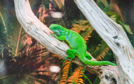 A green lizard is sitting on a branch. The lizard is green and has a long tail. The branch is brown and has leaves on itの写真素材