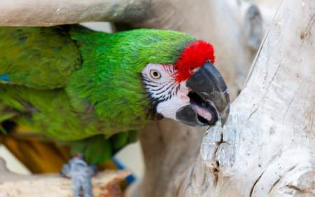 A green parrot with red beak and red feathers is eating from a log. The parrot is perched on a...