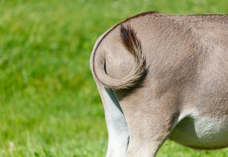 A donkey with a long tail is standing in a grassy field. The tail is curled up and the donkey...