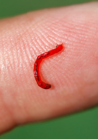 Red bloodworm on the finger. Macro.の写真素材