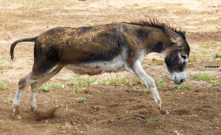 A donkey runs.の写真素材