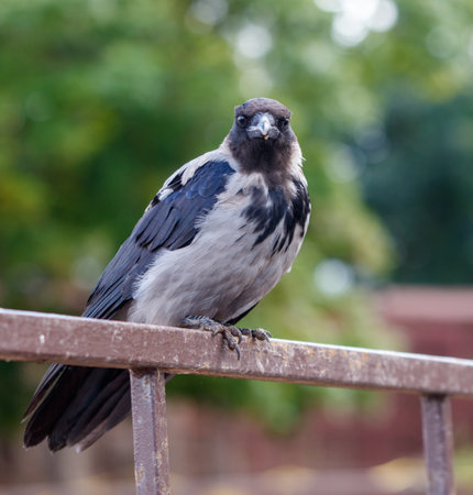 A crow is perched on a metal fence. The bird is black and white, with a black head and a gray body....
