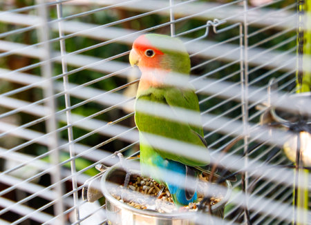 A green and red bird is perched in a cage. The bird is looking at the camera