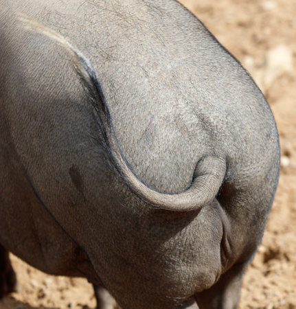 The image shows the backside of a gray elephant, featuring its tail and the texture of its skin. The setting appears to be outdoors, with the elephant standing on a sandy surface.の写真素材