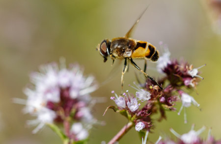 A bee is flying over a purple flower. The bee is black and yellow