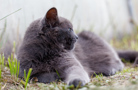A gray cat peacefully naps outdoors, enjoying a quiet moment on the grass.