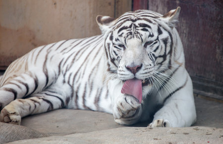 An albino tiger licks its paw.の写真素材