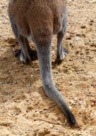The tail is long and thin, and it is curled up. The image has a calm and peaceful mood, as the kangaroo is resting in the dirtの写真素材
