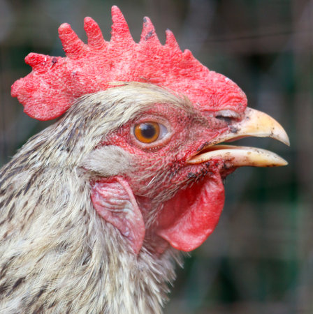 Close up portrait of a chicken on a farm.の写真素材