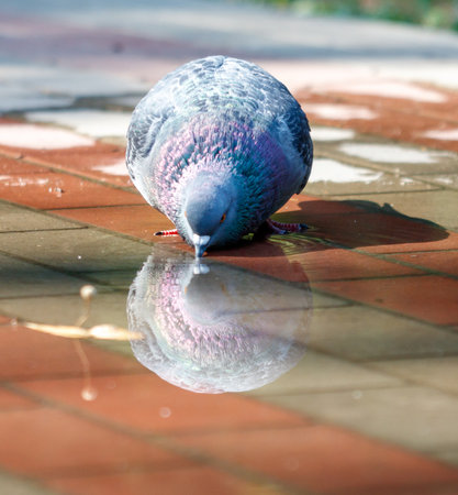 A pigeon is drinking water from a puddle.の写真素材