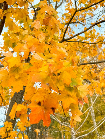 Yellow leaves on a maple tree in autumn.