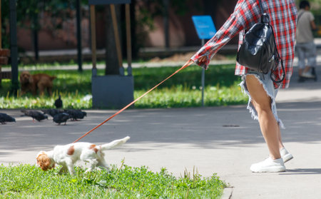 A woman is walking her dog on a leash. The dog is sniffing the grass. There are several birds in the backgroundの写真素材