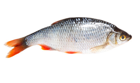 A fish is shown on a white background. The fish is silver and blue with red fins. The fish is the main focus of the imageの写真素材