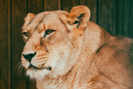 Portrait of a lioness.の写真素材
