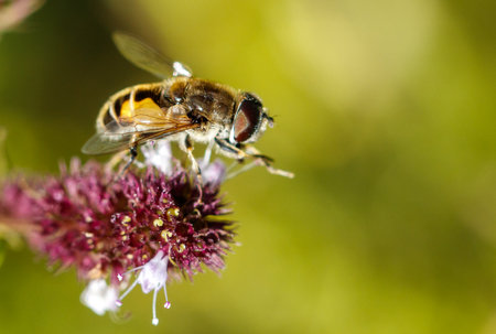 A close-up photograph captures a bee diligently gathering nectar from a vibrant flower.の写真素材