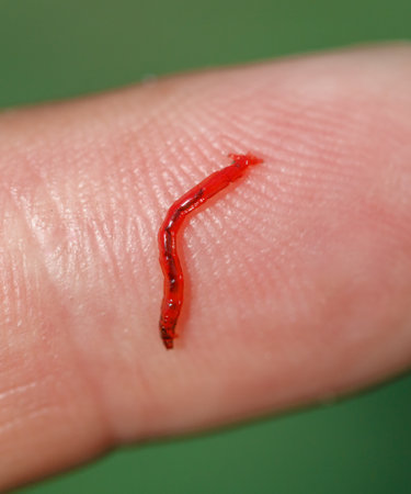 Red bloodworm on the finger. Macro.の写真素材