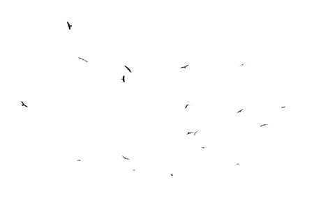 A flock of birds in flight isolated on a white background.の写真素材