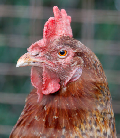 Close up portrait of a chicken on a farm.の写真素材