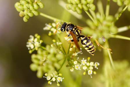 A yellow and black wasp is on a flower. The flower is green and has white petals
