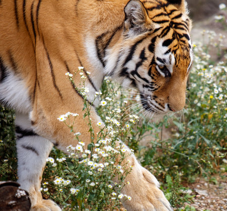 A tiger is walking in nature.の写真素材