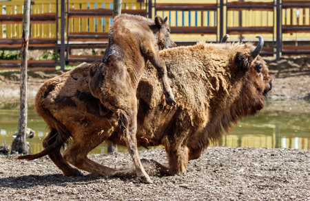 A baby bison with its mother.の写真素材
