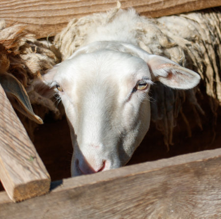 Portrait of a ram on a farm.の写真素材