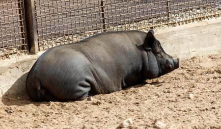A pig is laying down in a dirt pen. The pig is black. The pen is made of metal