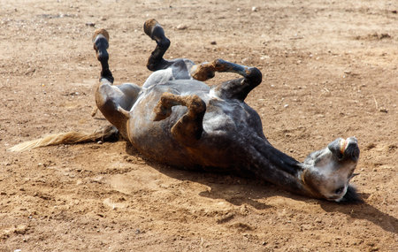 The horse is lying on the ground.の写真素材