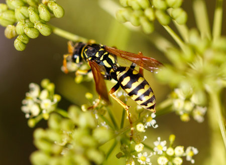 A yellow and black wasp is on a flower. The flower is green and has white petalsの写真素材