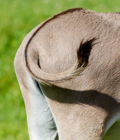 A donkey's tail is curled up and has a black tip.