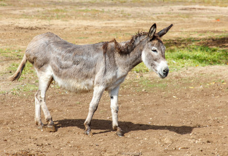 Portrait of a donkey in the wild.