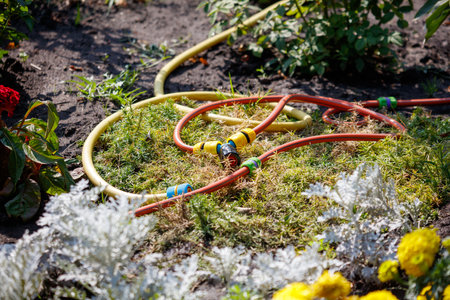 A garden hose is laying on the ground next to some flowers. The hose is yellow and red and is surrounded by grassの写真素材