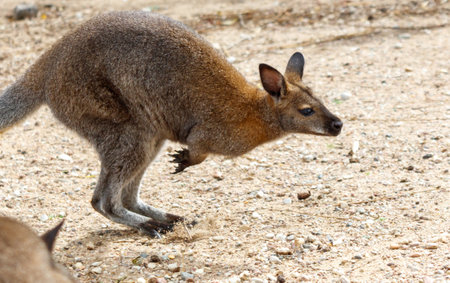 A kangaroo is jumping in the air.の写真素材