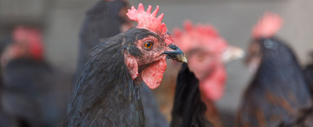 Portrait of a black chicken on a farm.