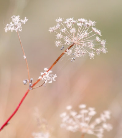 A close up of a flower with a few brown stems.