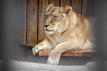 Portrait of a lioness.の写真素材