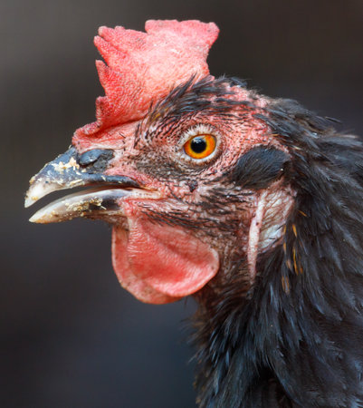 Portrait of a black chicken on a farm.の写真素材