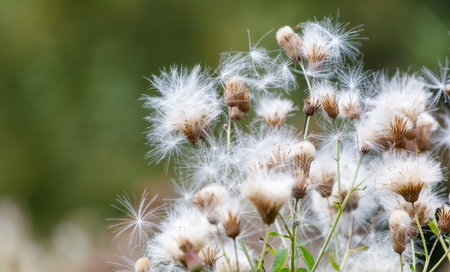 A bunch of flowers with white petals and brown stems. The flowers are scattered all over the image