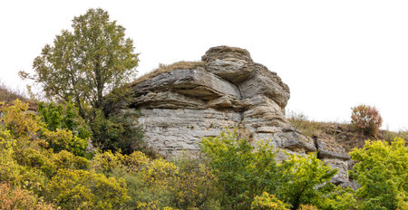 A rocky hillside with a tree on it. The tree is surrounded by a lot of green foliage